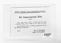 Camarosporium ribis image